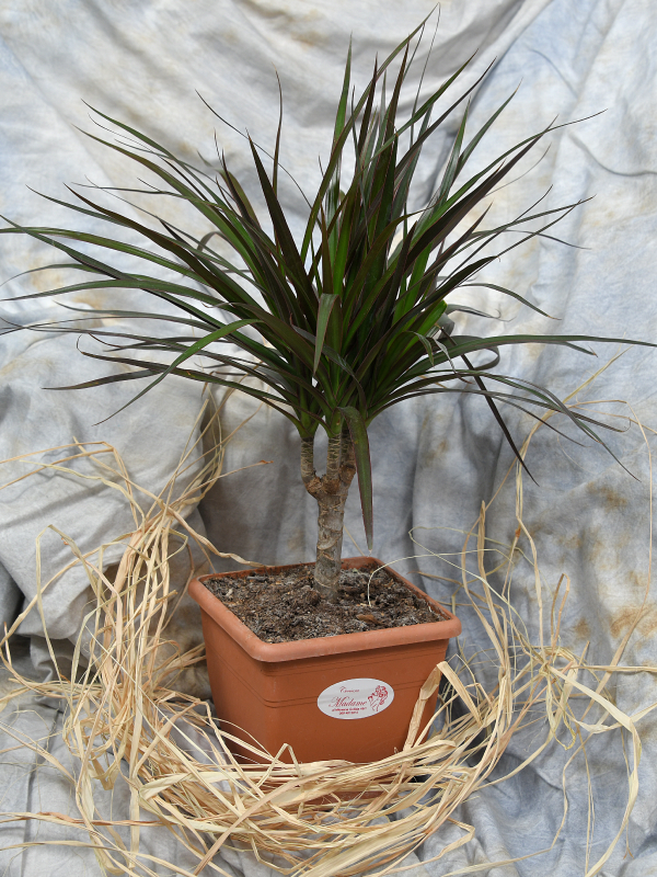 Dracena