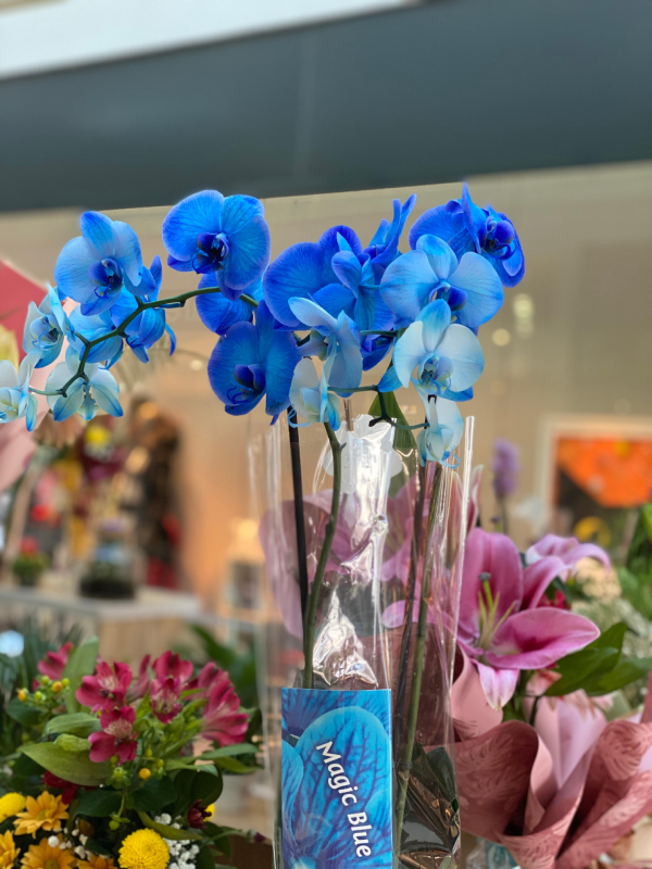 Plava orhideja